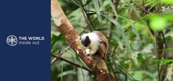 Vodopády Iguazú a setkání s trpaslíky. Brazílie.