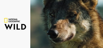 Lovci z divočiny S1E4 - Psovité šelmy