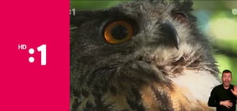 Meduška E1 - Meduška, kapčeky a mráz