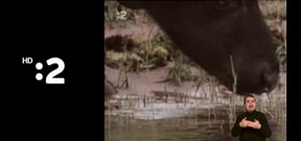 Trpaslíci E223 - Smajlivareška – bláznivé varenie – Smajlipuding