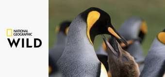 Vad Chile S1E1 - A világ végén