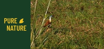 Păsările uimitoare din Africa - partea 3