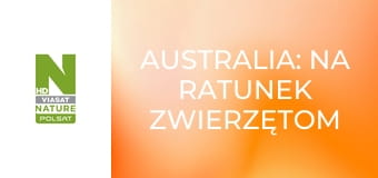 Australia: na ratunek zwierzętom S1E7 - Sandy – kangur olbrzymi