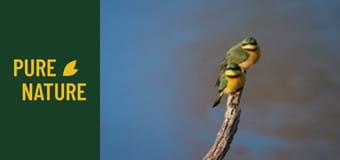 Удивителни африкански птици, част 2 Удивителни африкански птици, част 2