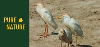 Удивителни африкански птици, част 2 Удивителни африкански птици, част 2