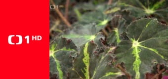 O hloupém Matějovi