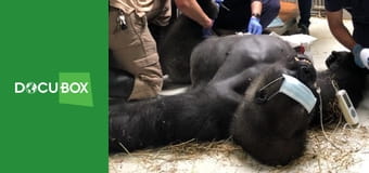 Zwierzęca ambasada S1E2