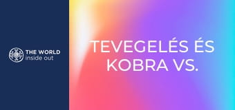 Tevegelés és kobra vs. mongúz harc. Pakisztán.