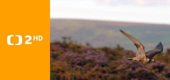 Příroda Walesu E1 - Po setmění v zemi divočiny