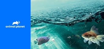 Akvária na míru S7E2 - Jerichovo akvárium Akvária na míru S7E2 - Jerichovo akvárium