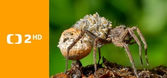 Strategie rozmnožování v přírodě E2