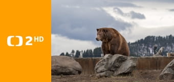 Dospívání grizzlyho: Příběh dvou sirotků