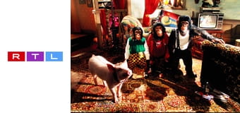 Babe 2 - Kismalac a nagyvárosban