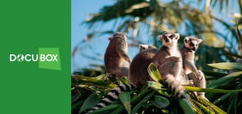 Kłopoty w krainie lemurów