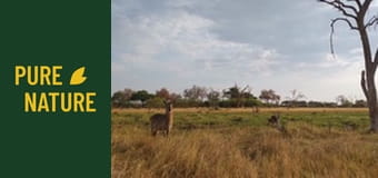 Animale sălbatice din Africa: Antilopele din Africa