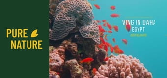 Minunății subacvatice uluitoare din Marea Roșie Minunății subacvatice uluitoare din Marea Roșie