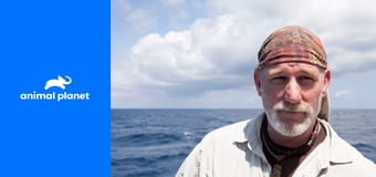 Jak žraloci loví Jak žraloci loví