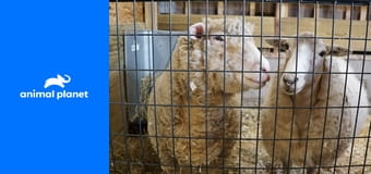 Útulek ve stodole S1E1 - Jarní horečka Útulek ve stodole S1E1 - Jarní horečka