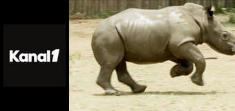 Nosoroží sirotinec E2