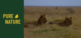 Animale sălbatice din Africa: Lei