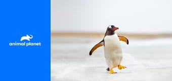 Setkání s tučňáky S1E6 Setkání s tučňáky S1E6