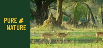 Animale sălbatice din Africa: Parcul Național Mana Pools