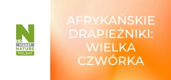 Afrykańskie drapieżniki: wielka czwórka S1E3 - Hieny