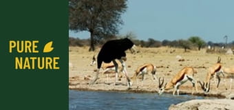 Fauna africană: Struțul, pasărea care nu zboară