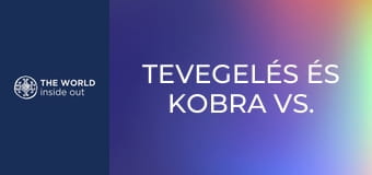 Tevegelés és kobra vs. mongúz harc. Pakisztán.