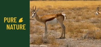 Animale sălbatice din Africa: Antilopele din Africa