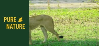 Дивите животни на Африка: Национален парк Мана Пулс