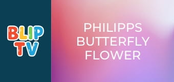 Philipps Butterfly Flower Philipps Butterfly Flower
