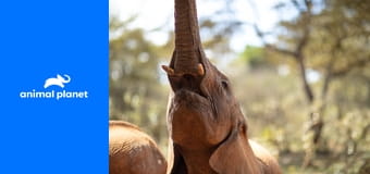 Hrdinové z The Dodo S2E4 Hrdinové z The Dodo S2E4