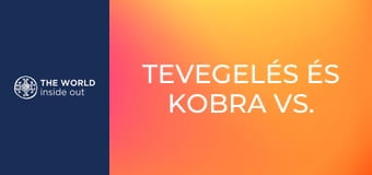 Tevegelés és kobra vs. mongúz harc. Pakisztán.