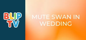 Mute swan in wedding fever Mute swan in wedding fever