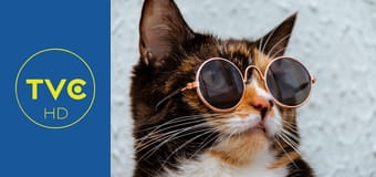 Zakręcone stworzonka z Internetu S2E11