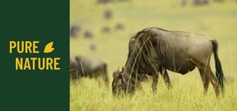 Fauna africană: Migrația din Serengeti către Maasai Mara, Kenya