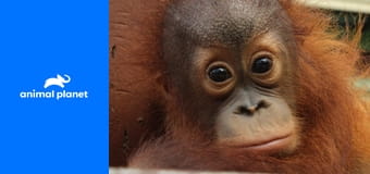 Setkání s orangutany S1E2