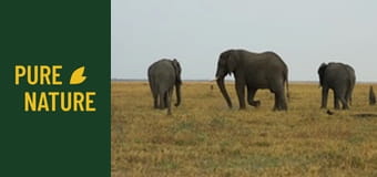 Fauna africană: Elefanții - partea 2