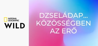 Dzseládapáviánok: Közösségben az erő
