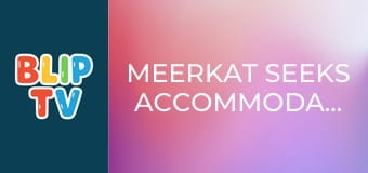 Meerkat seeks accommodation Meerkat seeks accommodation