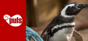 Mój przyjaciel pingwin