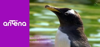 Najsłodsze zwierzątka S1E4