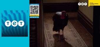 Всі жінки - відьми Всі жінки - відьми