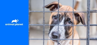 Veterinární policie Houston S17E3 - Nádor Veterinární policie Houston S17E3 - Nádor