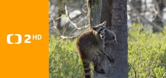 Mývalové - mistři umění přežít