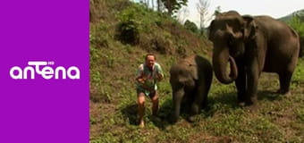 Wojciech Cejrowski - boso przez świat S1E78 - Słoń domowy