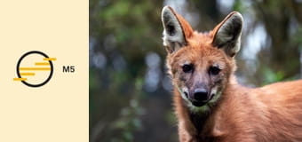 Vadon élő kutyafélék E2 - A siker titka