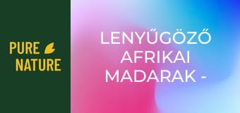 Lenyűgöző afrikai madarak - 3. rész