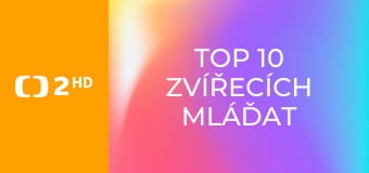 TOP 10 zvířecích mláďat - Nejroztomilejší